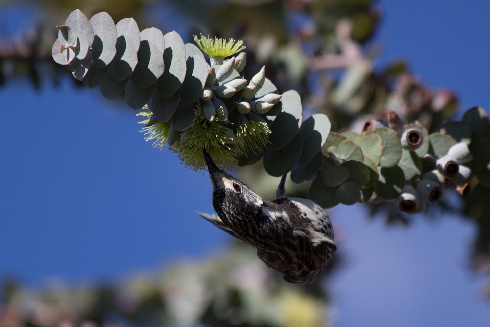 White-fronted Honeyeater (Purnella albifrons)